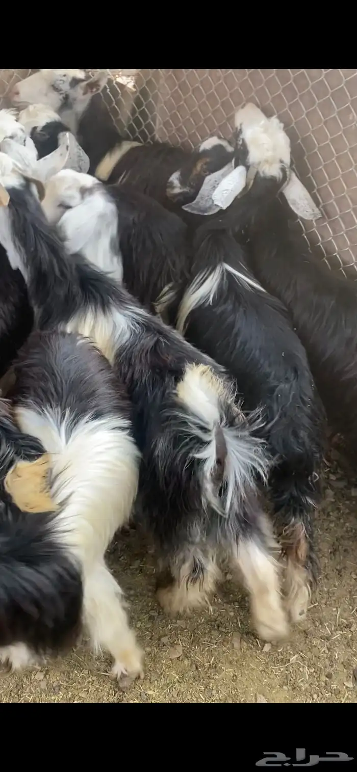 تيوس للبيع 1