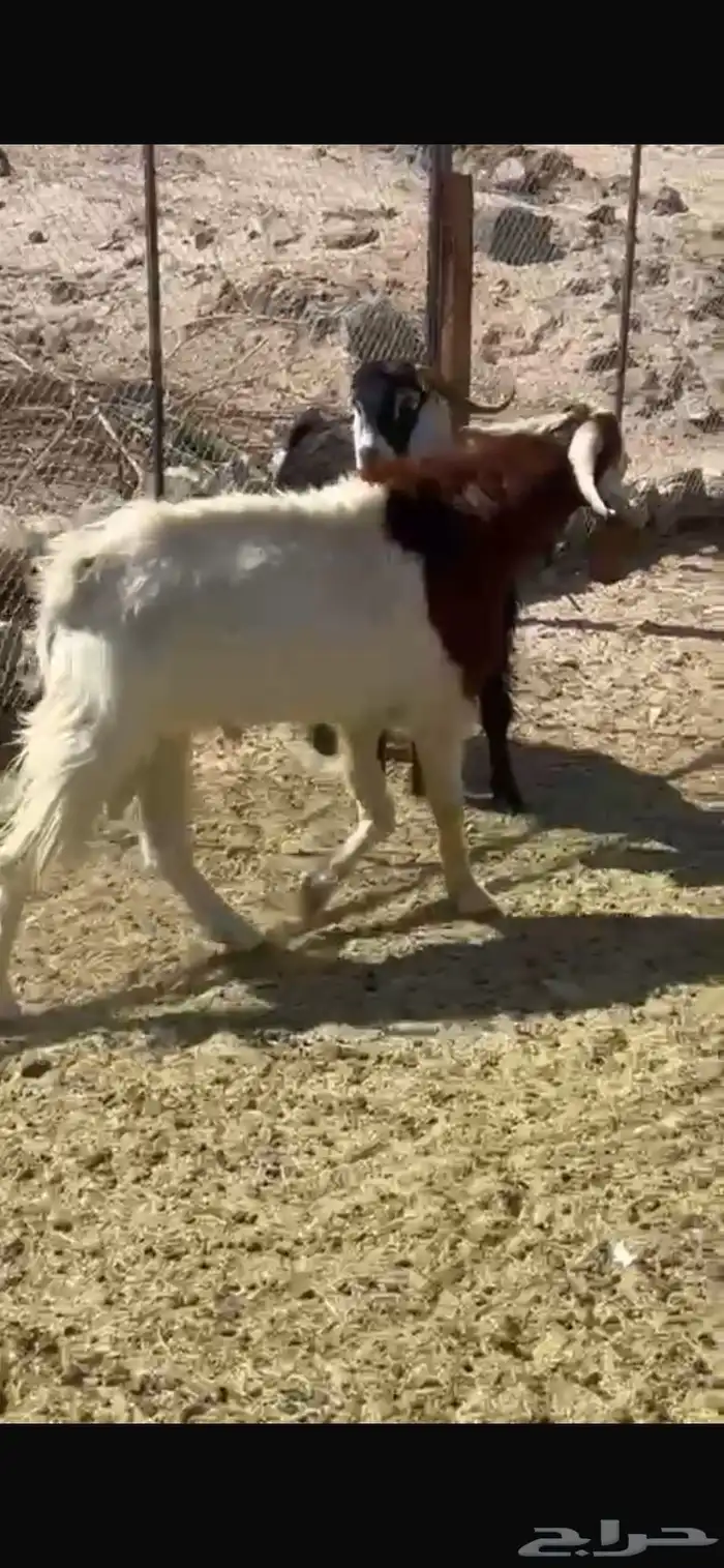 تيس هولندي ولد عارضيه رباع 0