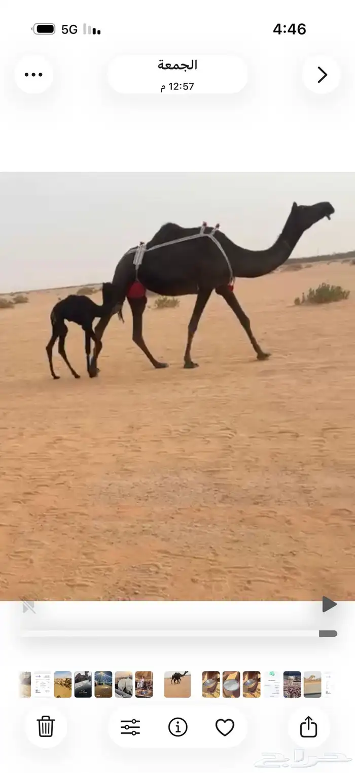 للبيع خلفه مجهم حليب وهديه 0