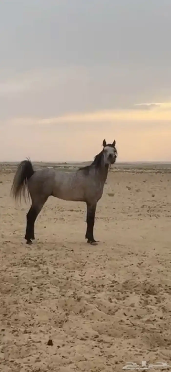 للبيع شعبي 1