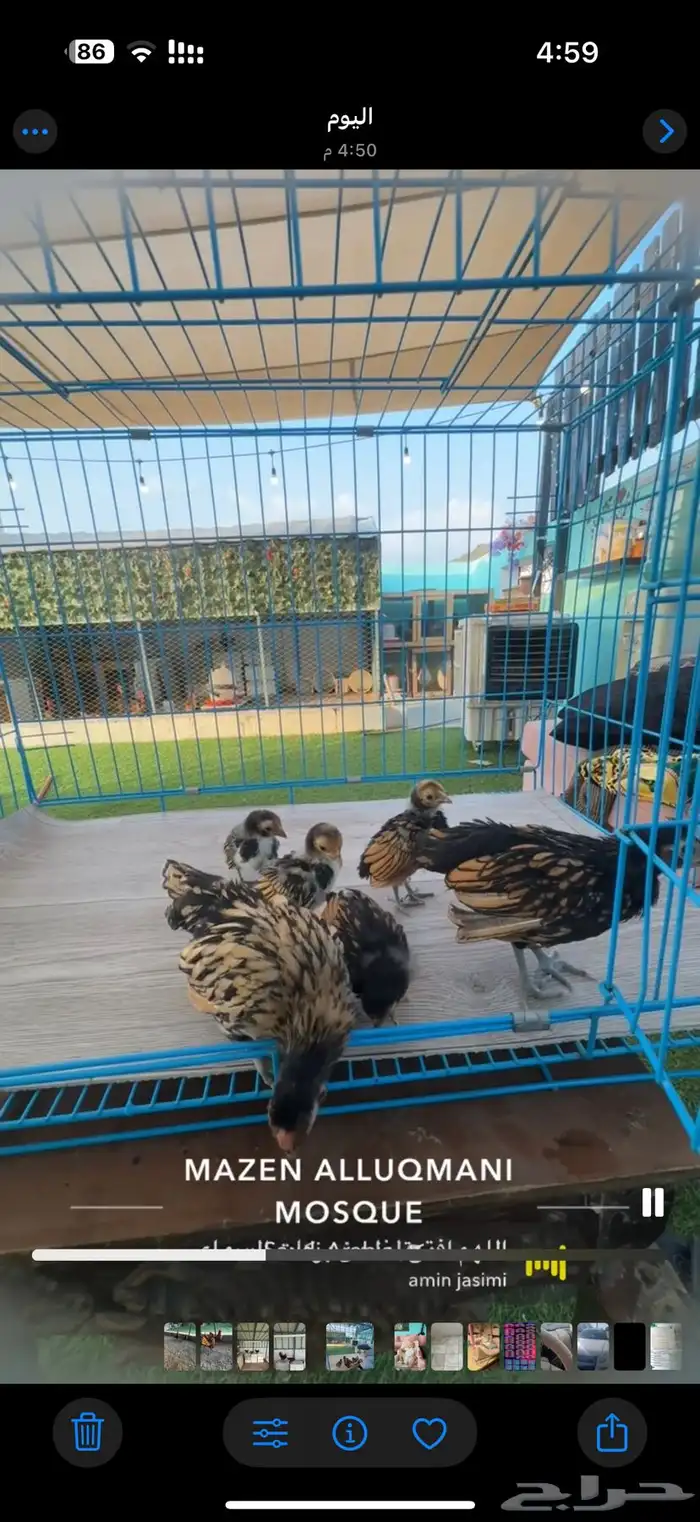 صيصان سبرايت نحاسي صنف 1