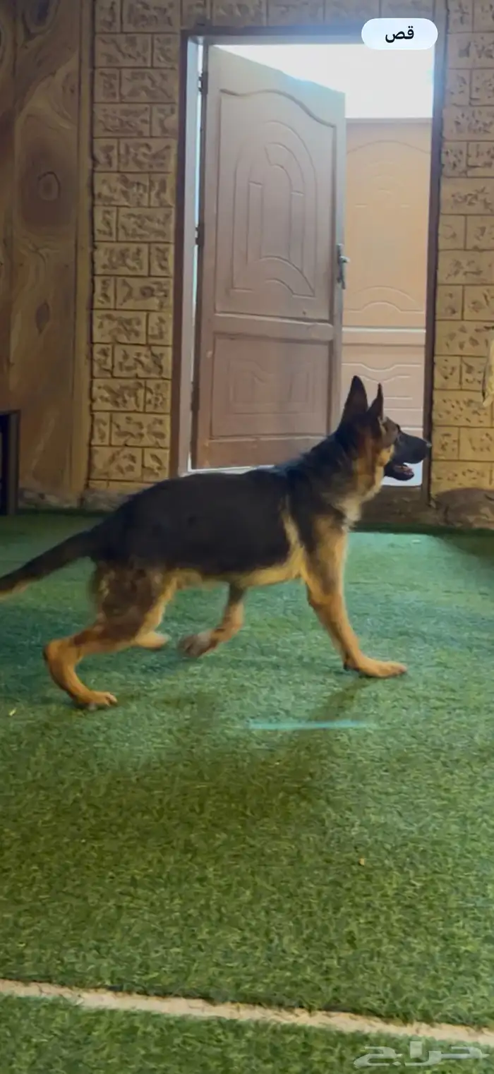 لهواة الجيرمن 4