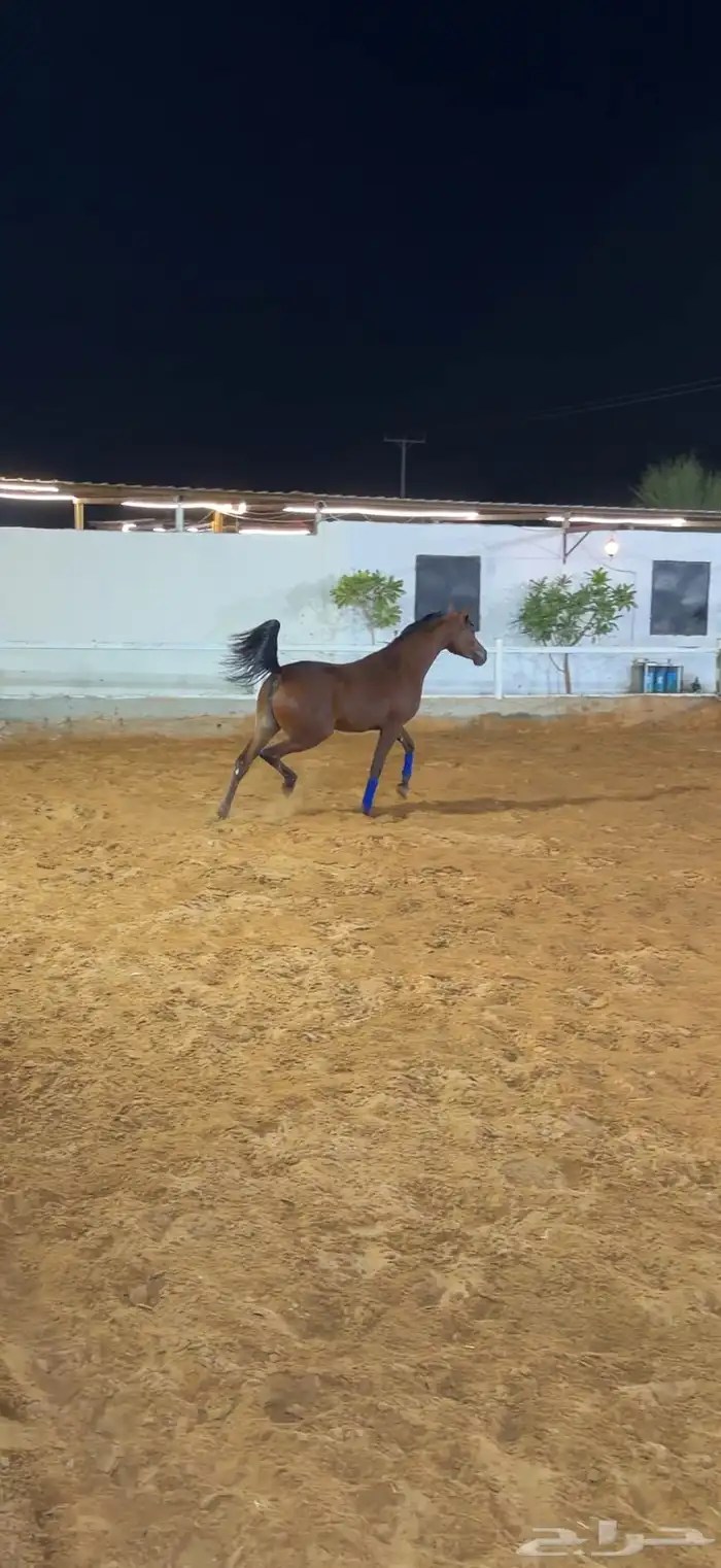 مهره واهو بنت المنتج ديسم المعود 0