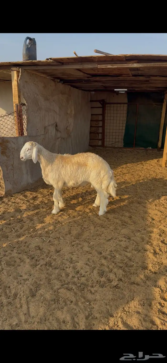 خروف حري 0