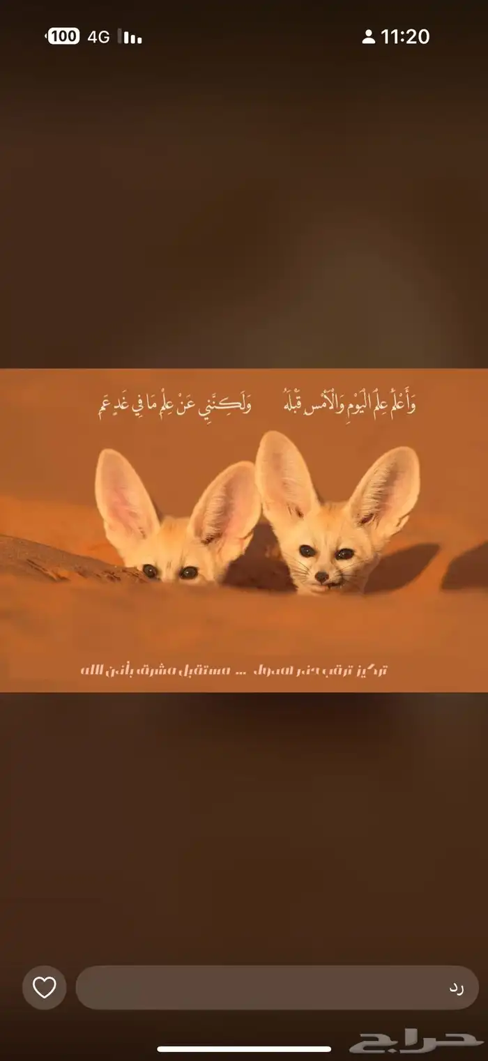 بذر معيه صافي 0