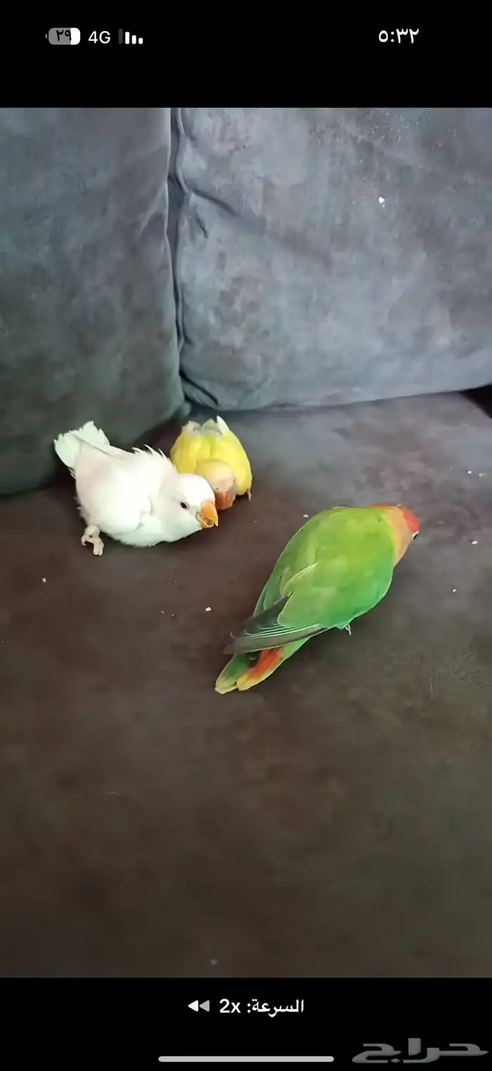 طيور الروز 0