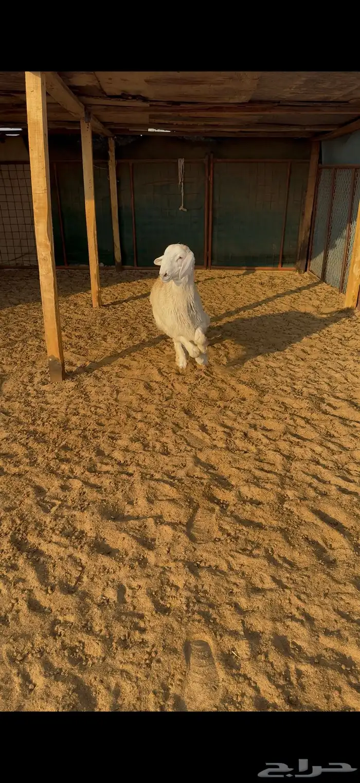 خروف حري 2