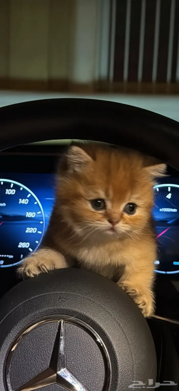 سكوتش فولد للبيع 1