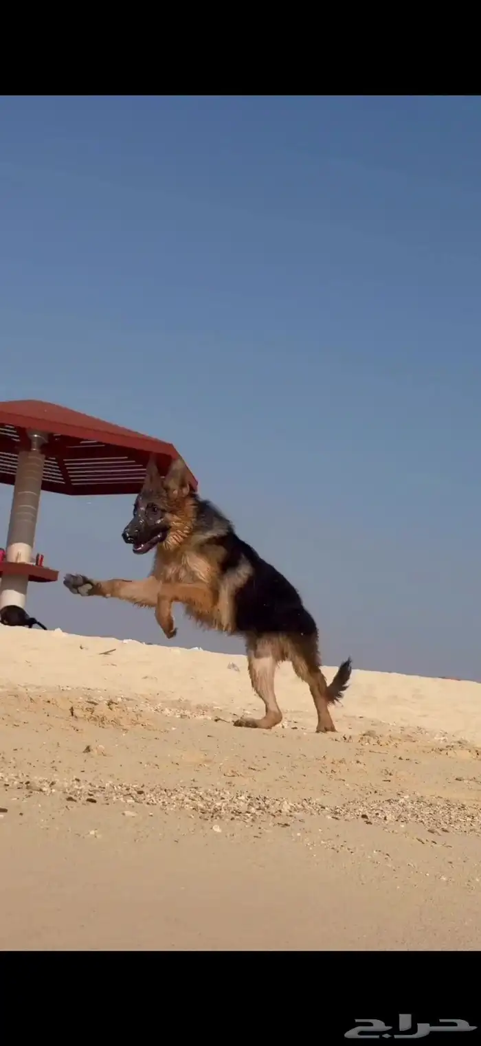 لهواة الجيرمن 1