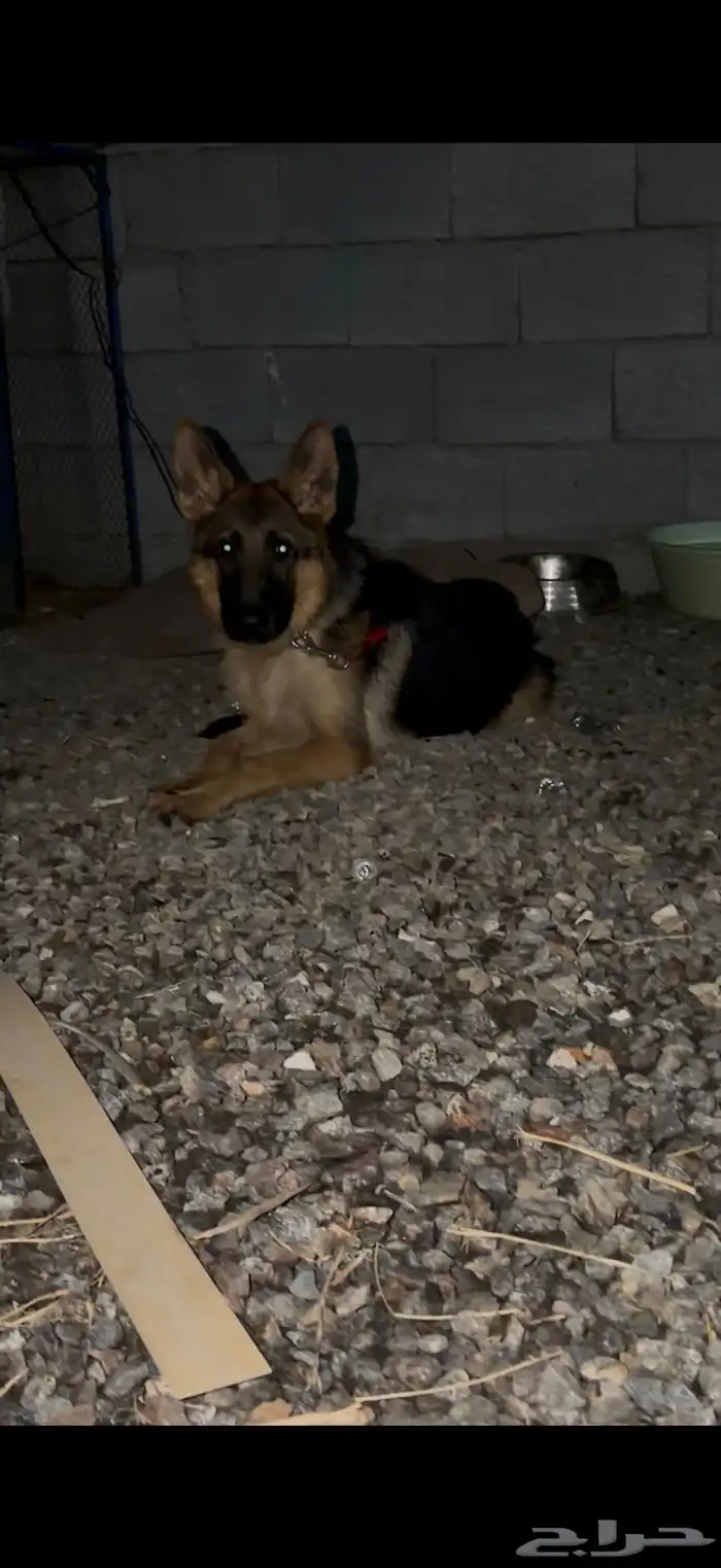 لهواة الجيرمن 5