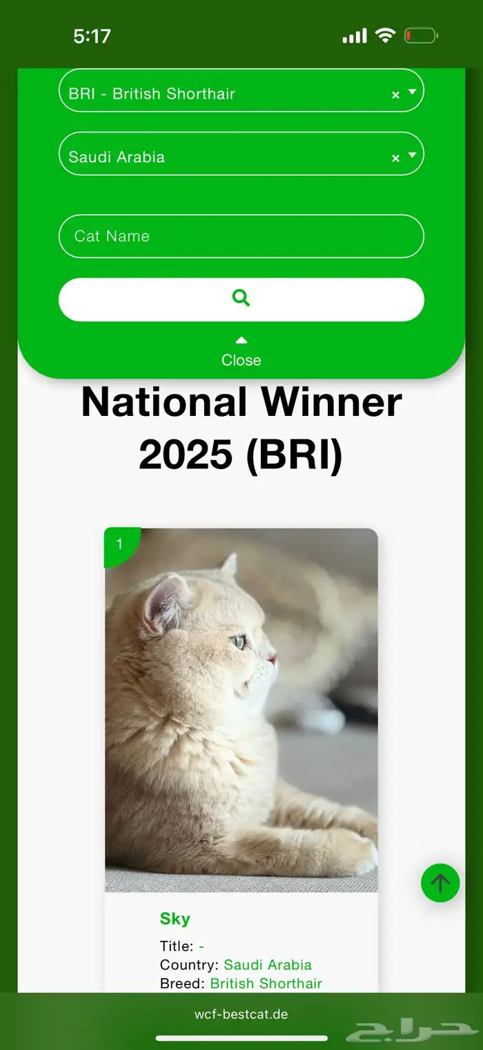 كتن British Shorthair AY12 من خط فاخر برتش 7