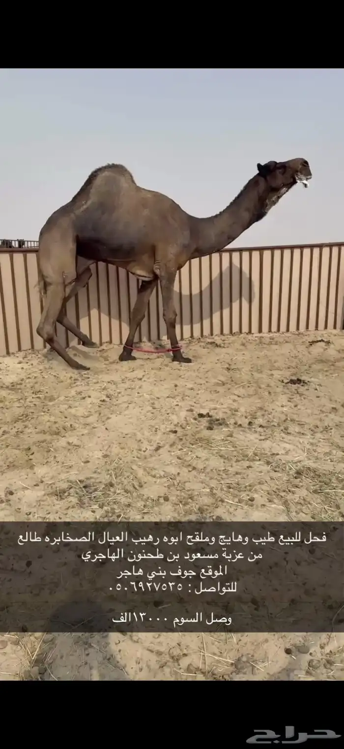 بعير مجهم طيب هايج وملقح 0