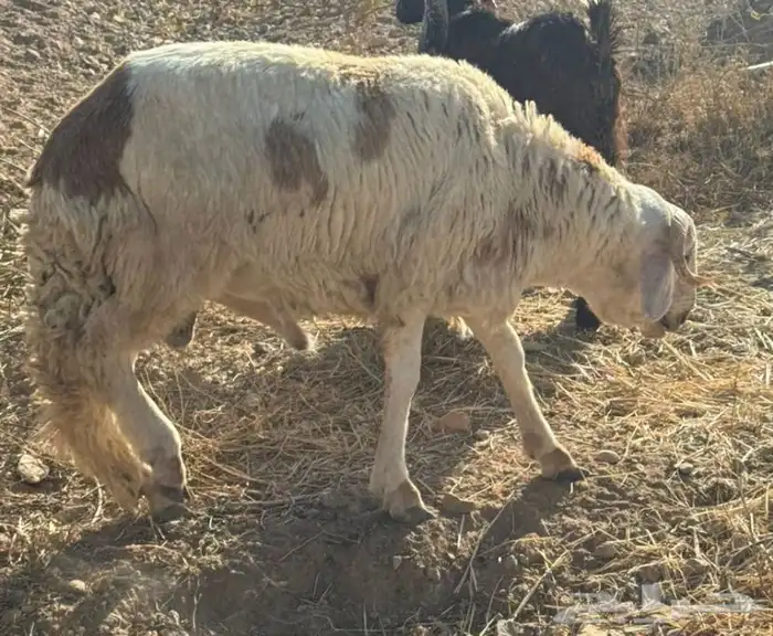 سواكن فل شحم عرض 24 ساعه 0