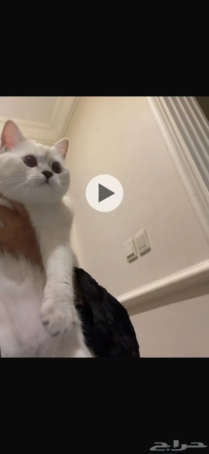 قطه انثى للتبني 2