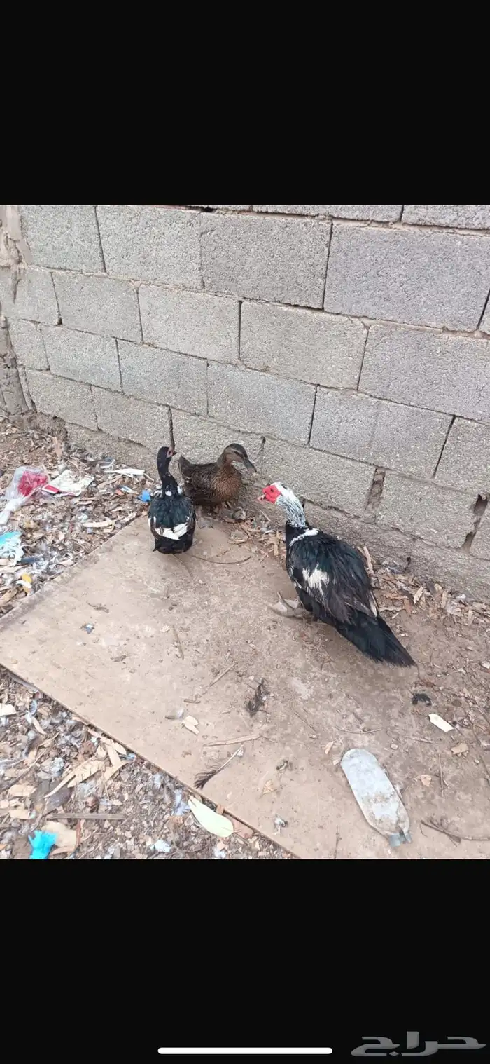 بط ذكر و انثتين 1