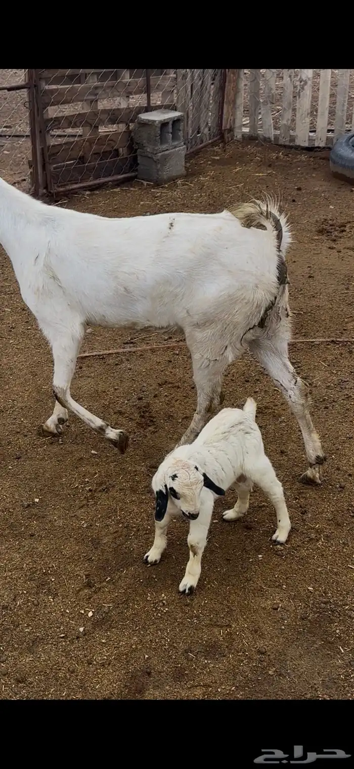 جفره بيشبه بيضا جرم ثنيه والد 1