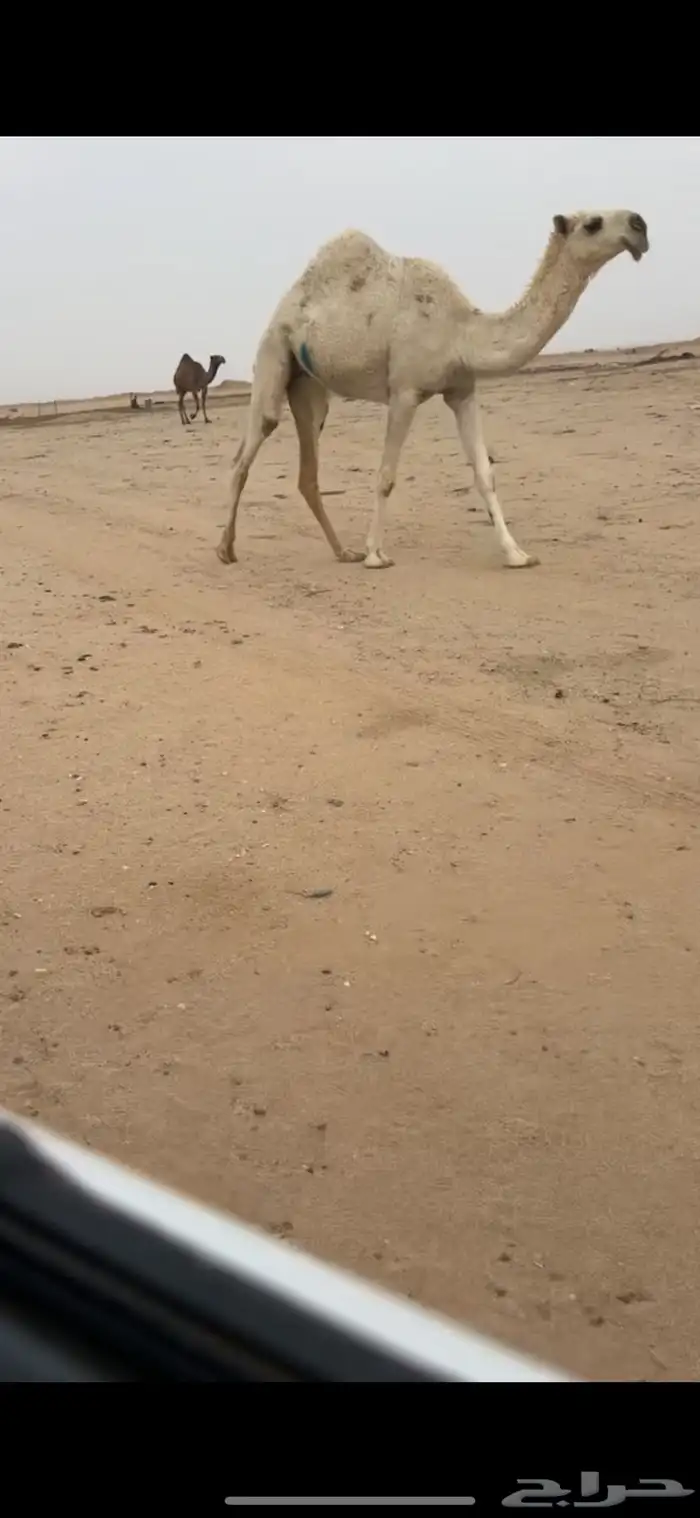 للبيع البكره الكفووو 1