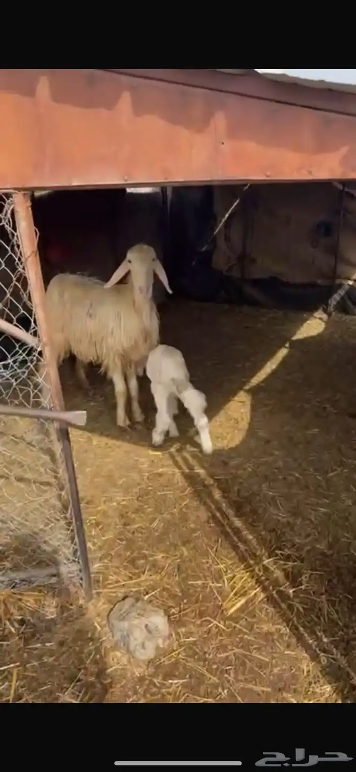 نجديه (عيسيه) والد ولدها مشروع فحل ان شاءلله طيب و جرم 1