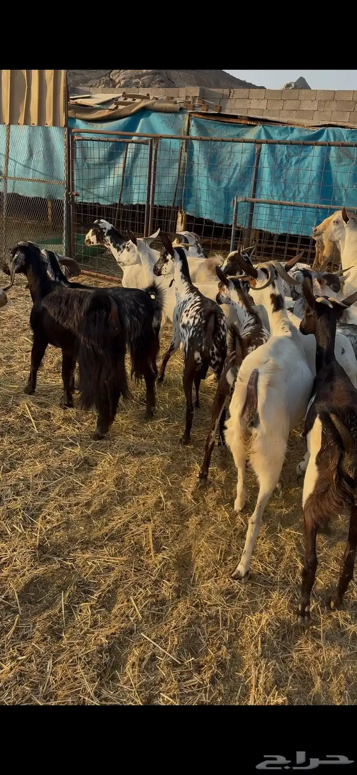 معزا مقاني العدد18 بفحل فيها شي دفيع و شي لا البيع جمله 7