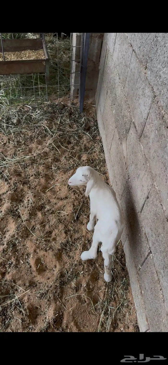 حريات مواليد تحتهن خرفان 1