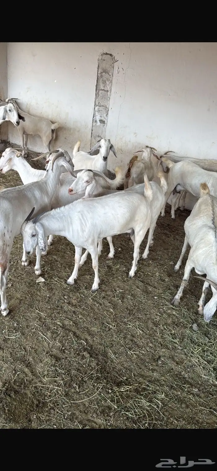 ماعز فاخر بيشيات صنف درجه أوله 1