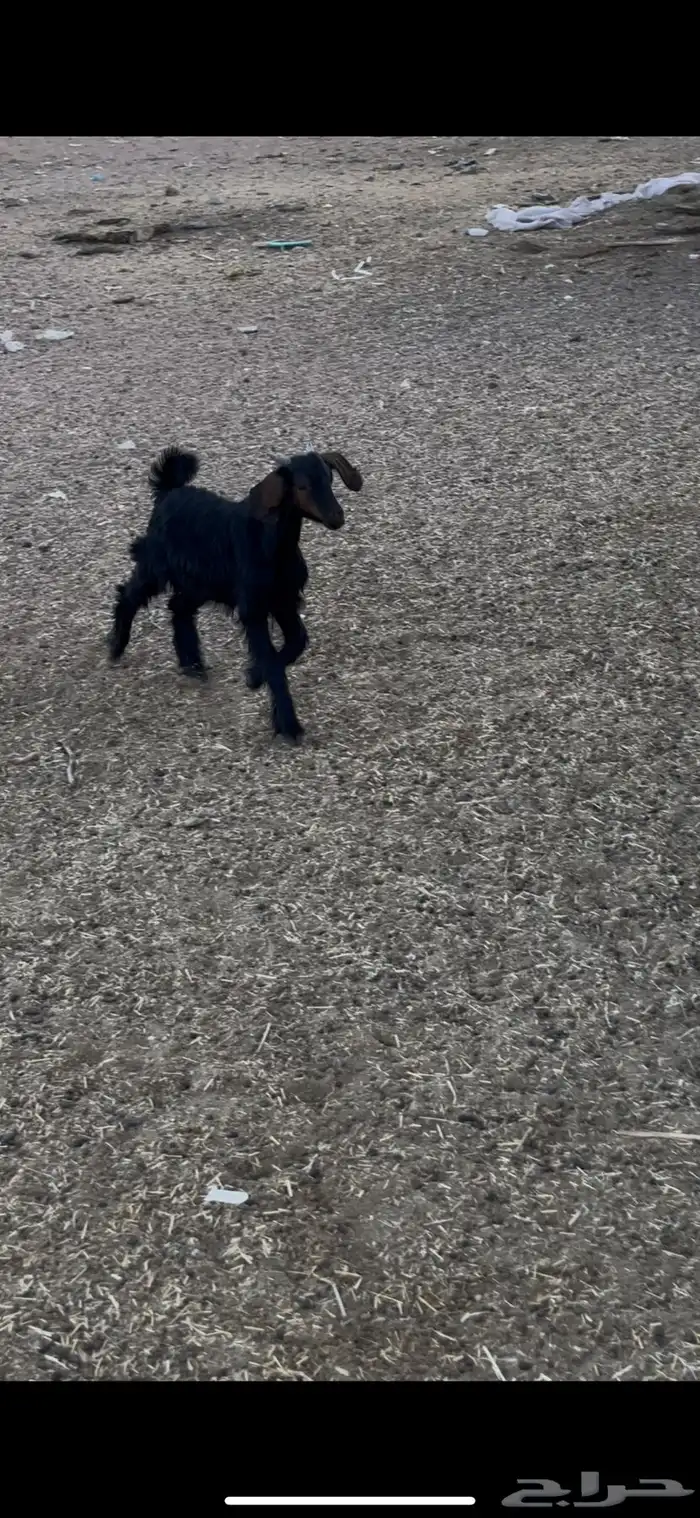 عناق دغساء 1