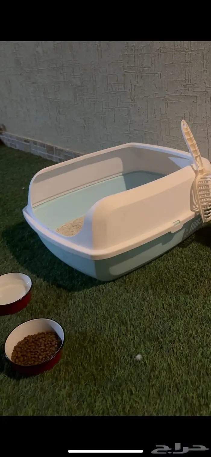 قطه هملايا لتبني 1