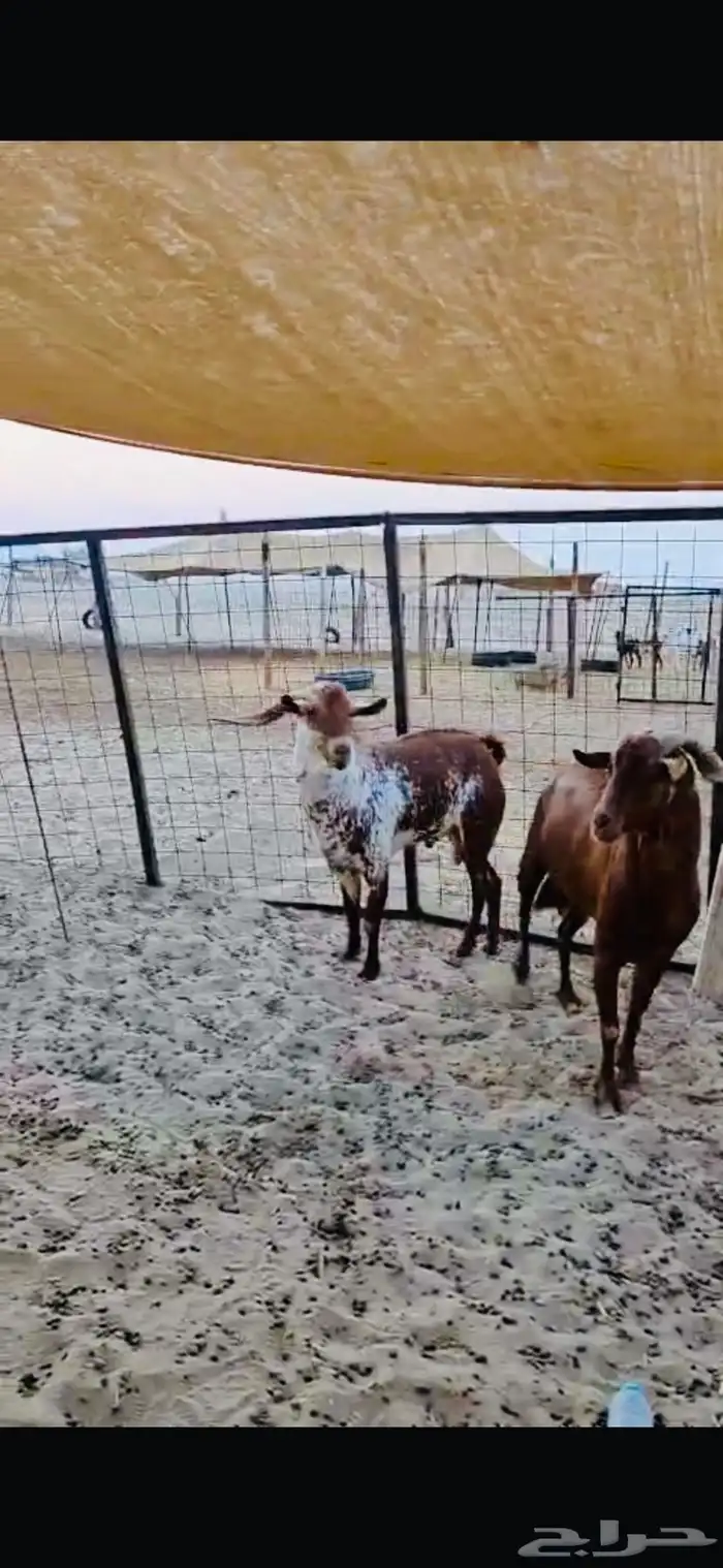 معزه مشاريك وتيوس محايلي فواخر 9