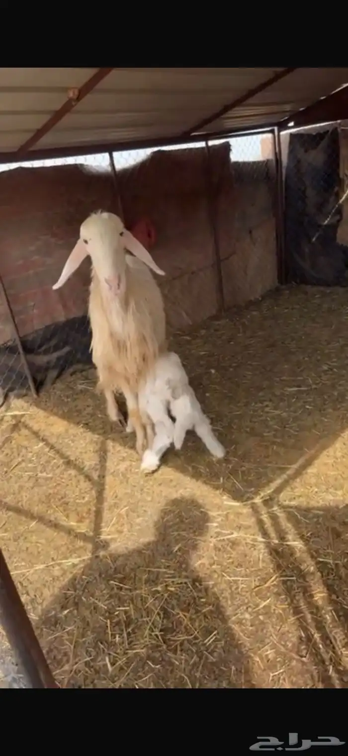 نجديه (عيسيه) والد ولدها مشروع فحل ان شاءلله طيب و جرم 0