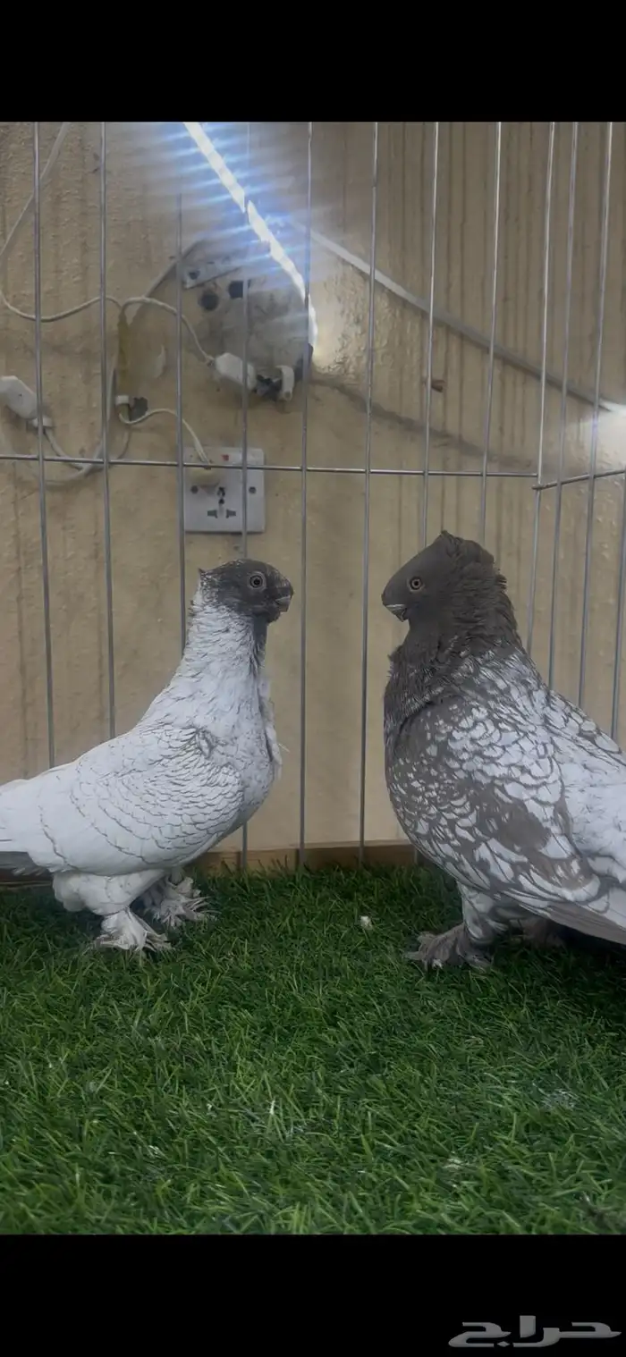 جوز بلندنيت ( تم البيع ) 4