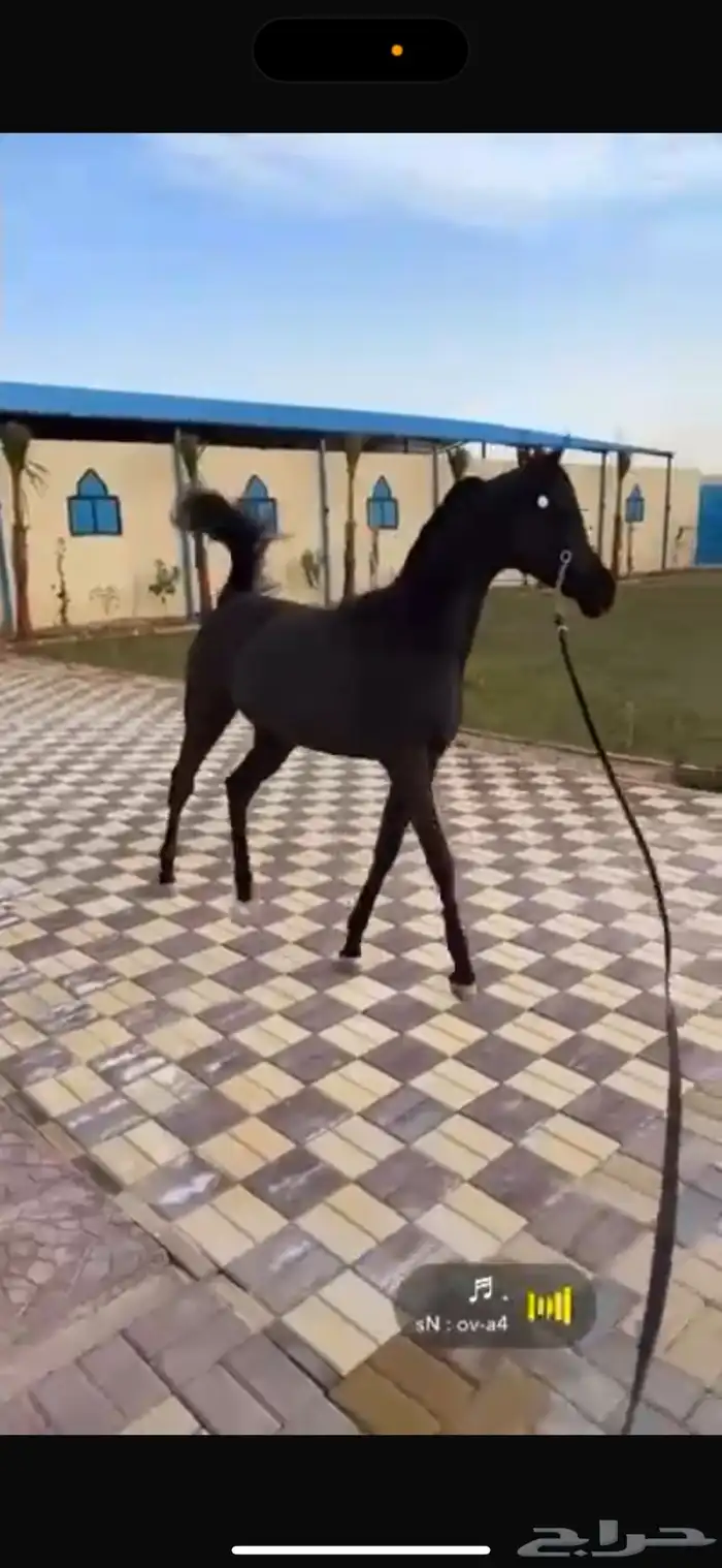 اسطبل و ايواء خيل وتصوير بالرياض 3