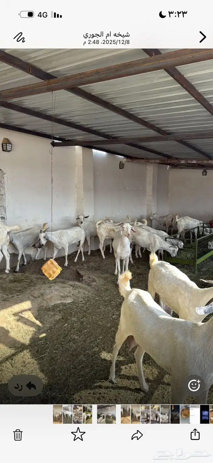 ماعز فاخر بيشيات صنف درجه أوله 4