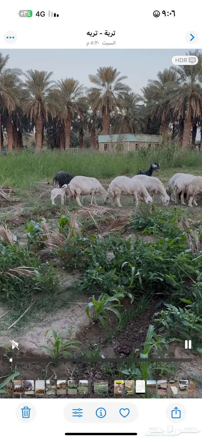 غنم مراح وطيبه ونظيفه ومشروطه من كل شي 3