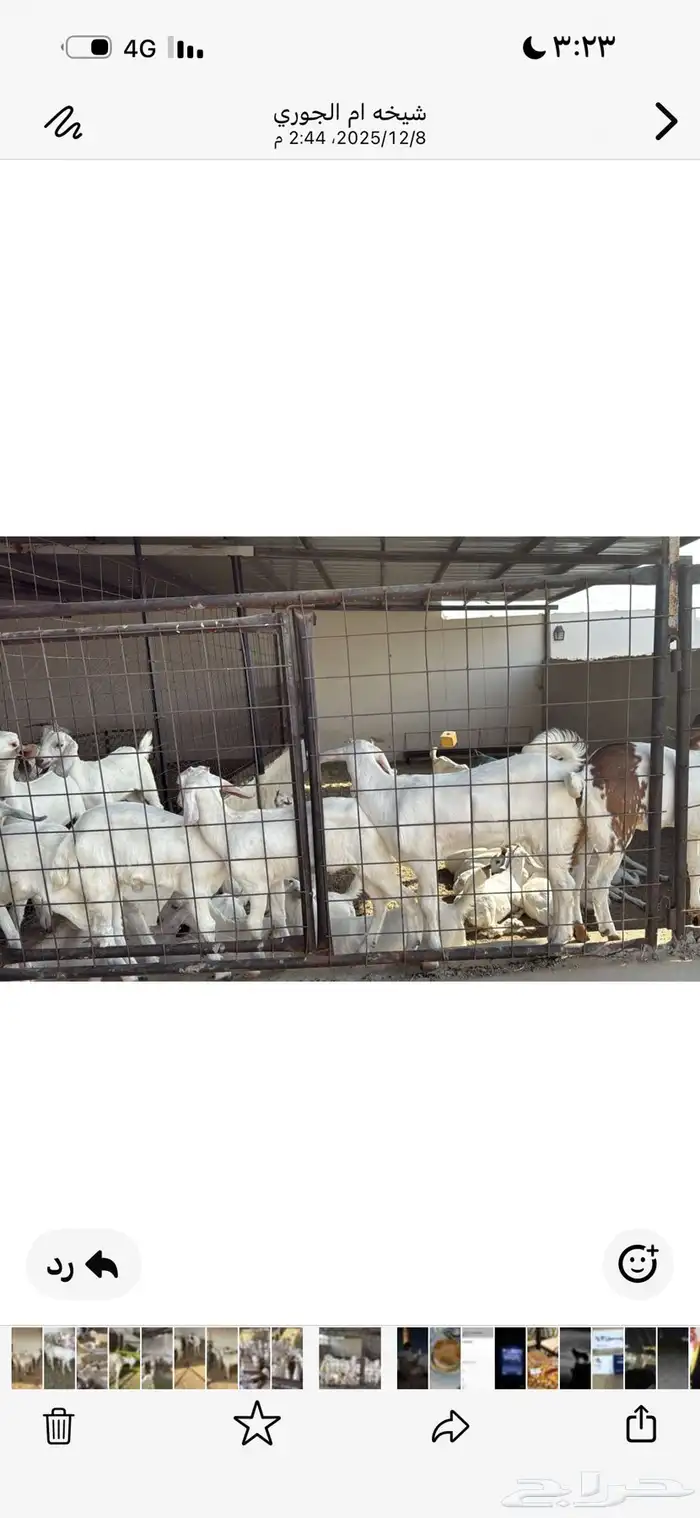 ماعز فاخر بيشيات صنف درجه أوله 9