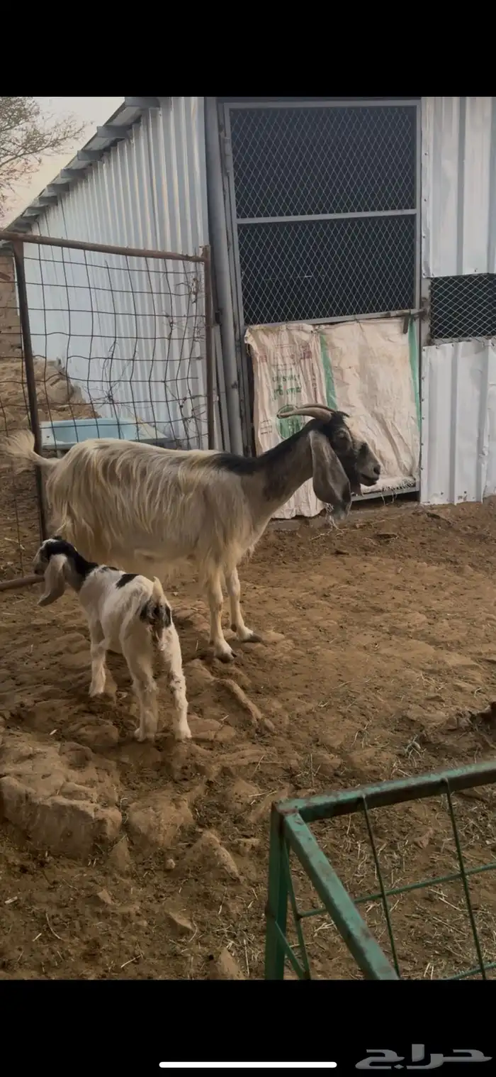 عنز خلفه يتبعها جفره صحتها شرط 1