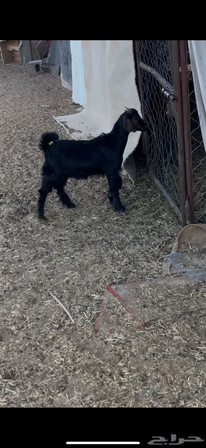 عناق دغساء 2