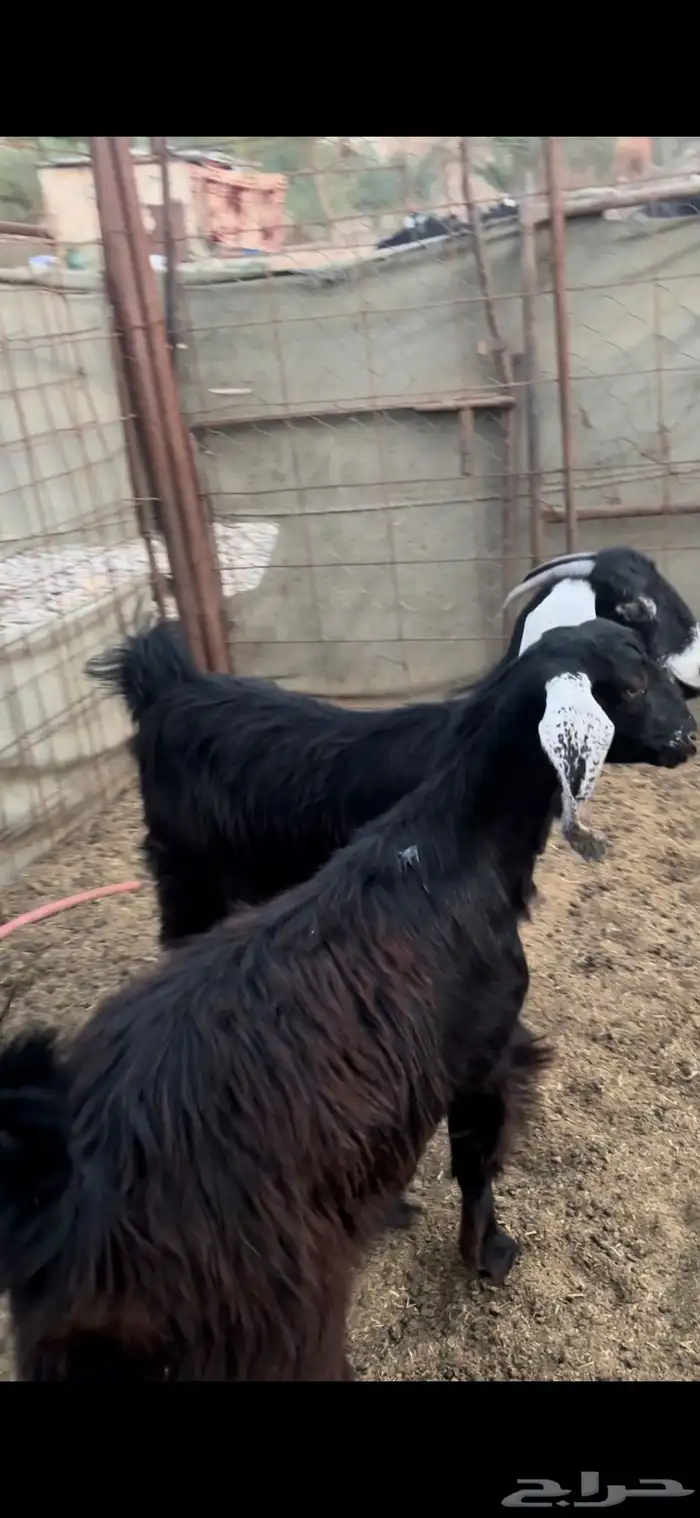 جفره للبيع 0