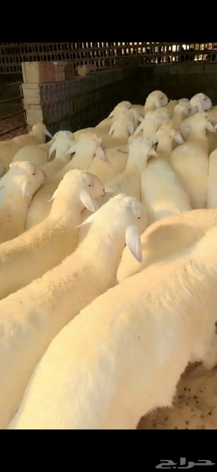 حري جبر ظهر وطرف 3