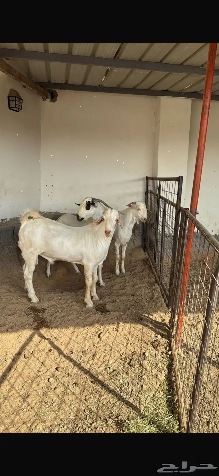 ماعز فاخر بيشيات صنف درجه أوله 6