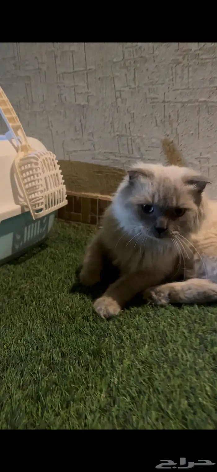 قطه هملايا لتبني 0