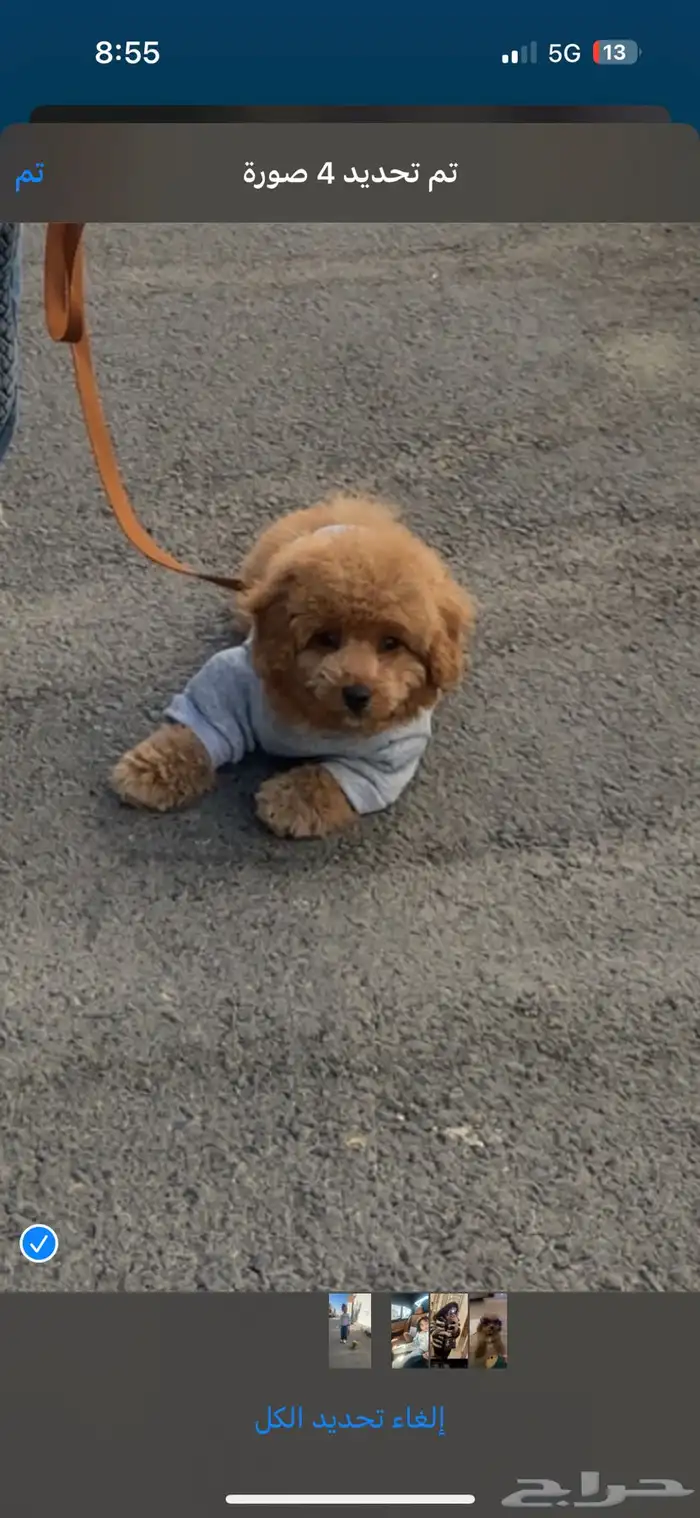 كلب توي بودل عمره شهرين 1