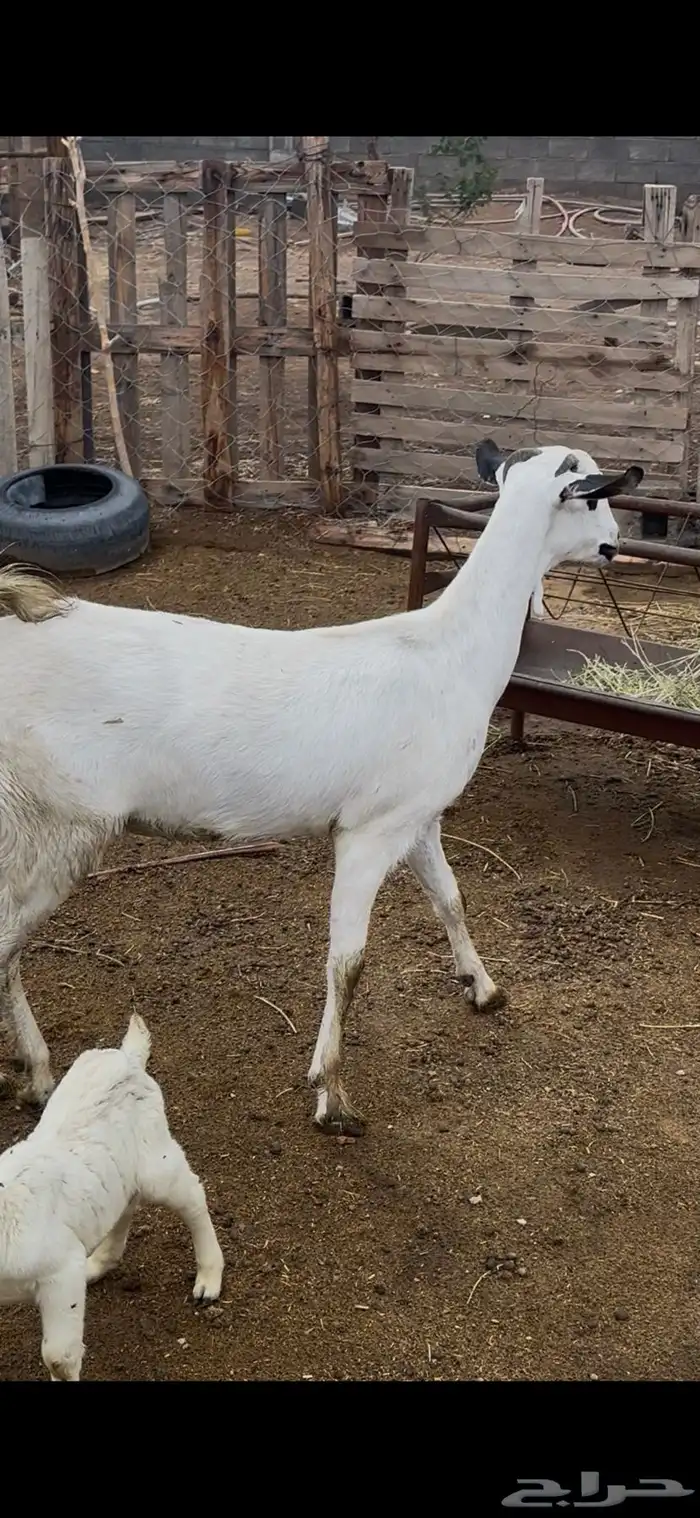 جفره بيشبه بيضا جرم ثنيه والد 2