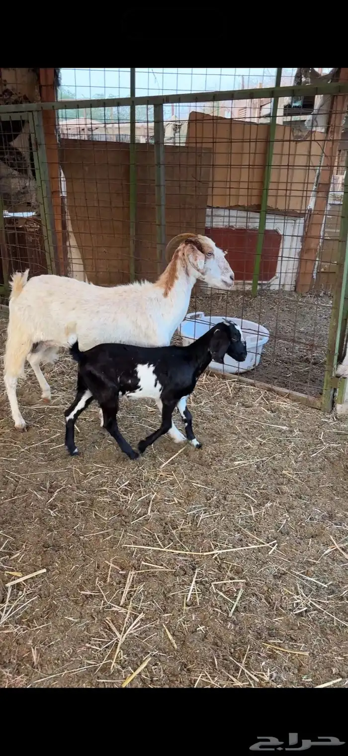 معزا 2 معها 2 بيشيات 3