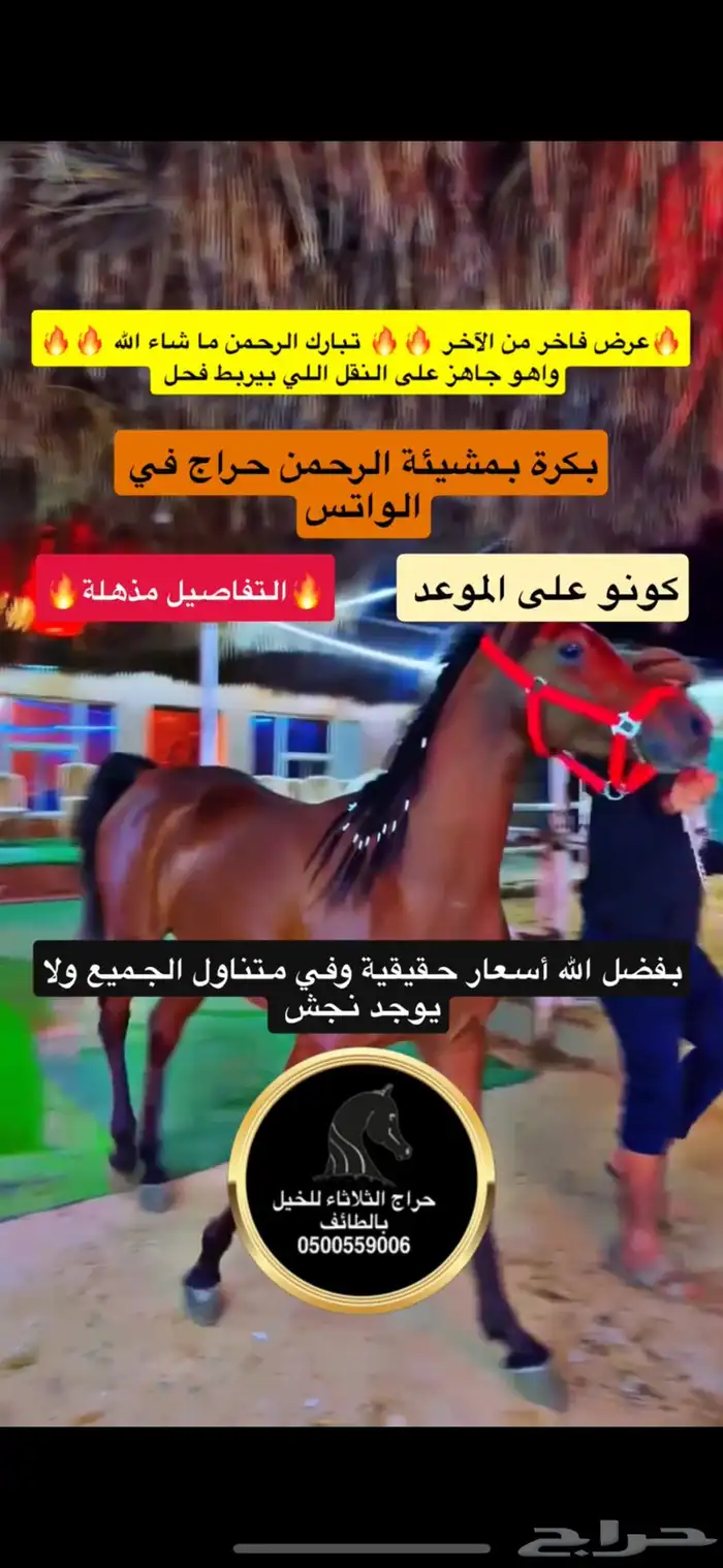 حصان اليوم في حراج الواتس 0