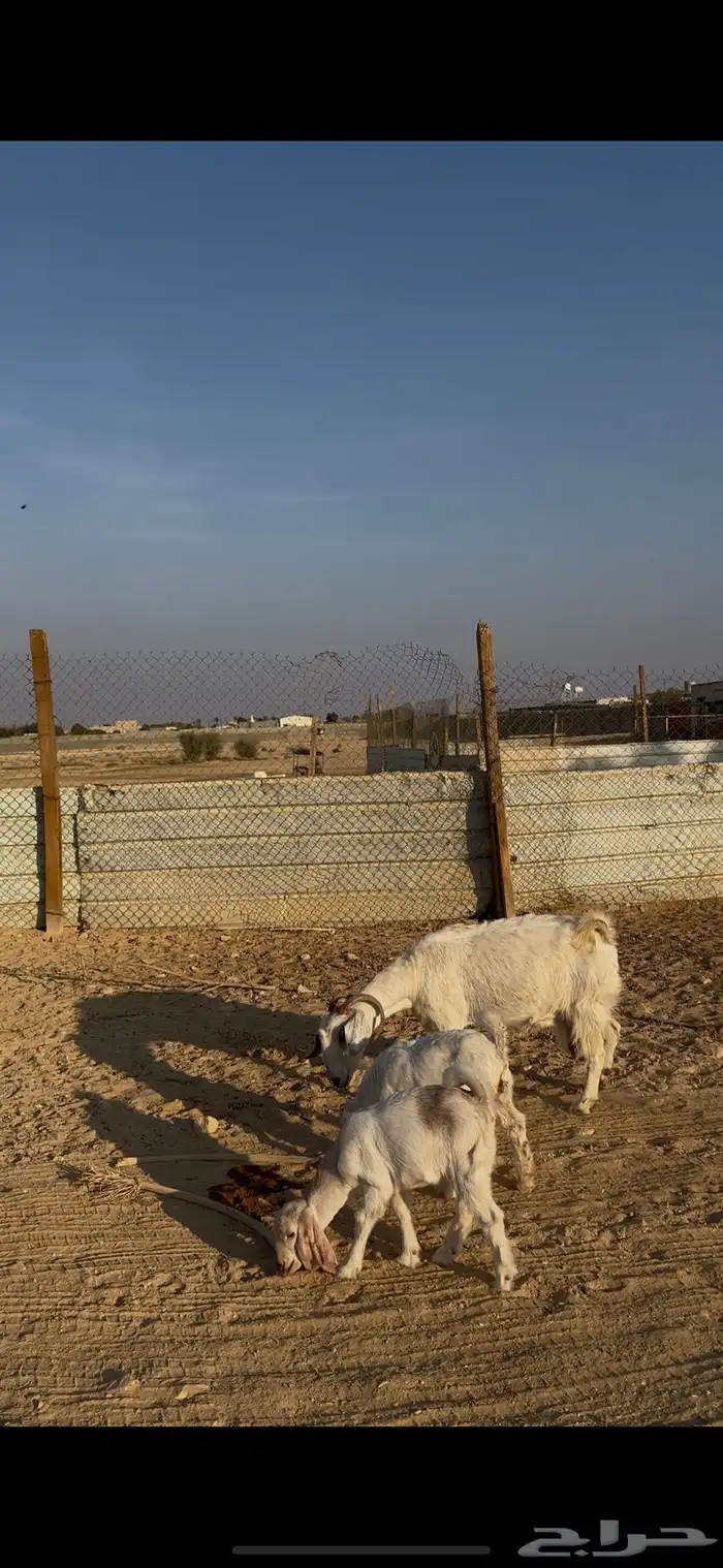 عنز جنوبية متبع الخرج 1