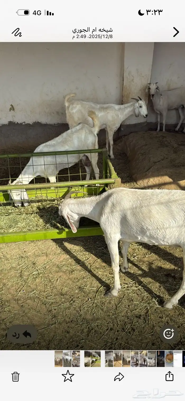 ماعز فاخر بيشيات صنف درجه أوله 5