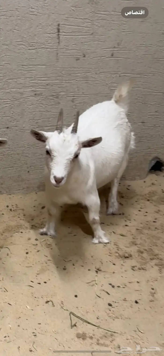 للبيع عنز قزميه فاخره دافع معرفه 1
