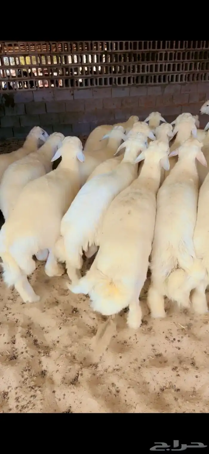 حري جبر ظهر وطرف 1