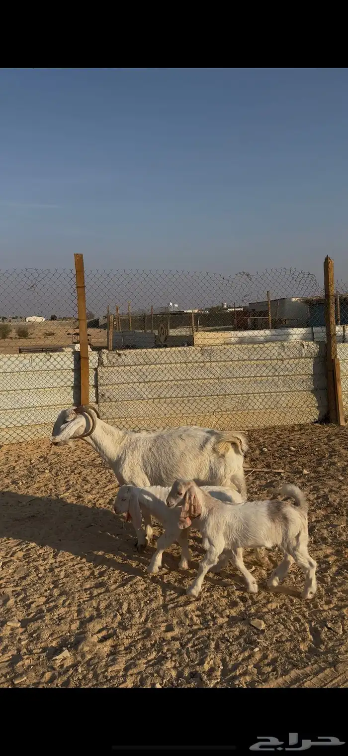 عنز جنوبية متبع الخرج 0