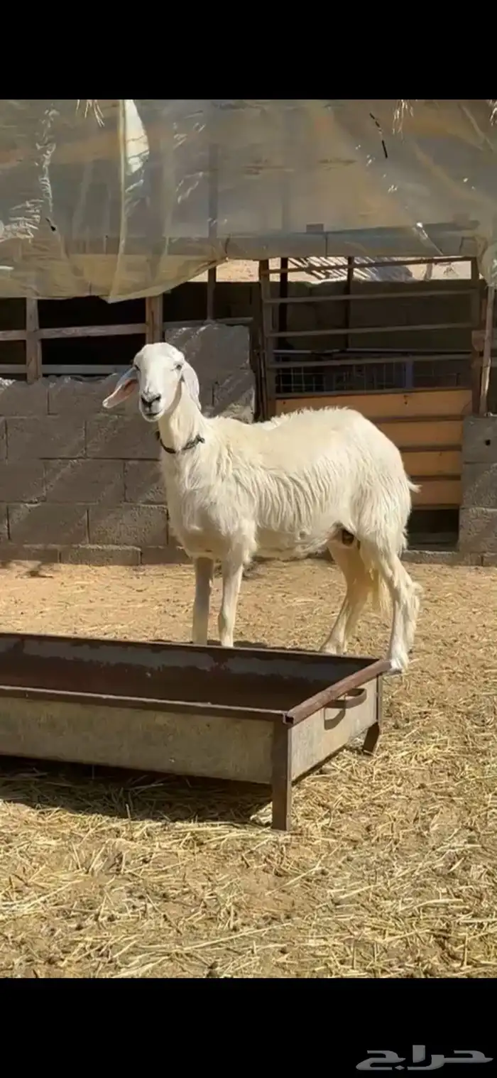 صفراء دافع 0